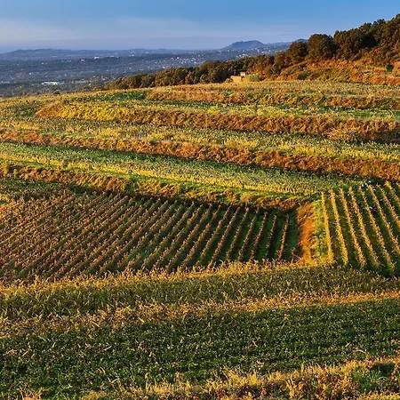 Alloggio per agriturismo Wine Villagrande *
