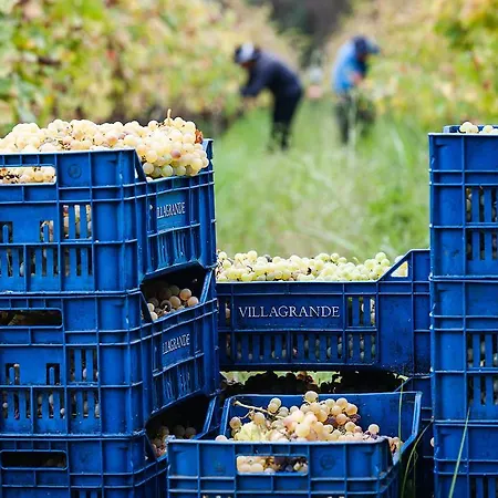 Wine Villagrande * Milo