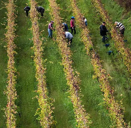 Wine Villagrande Feriegård