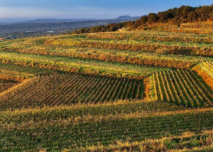 Feriegård Wine Villagrande *
